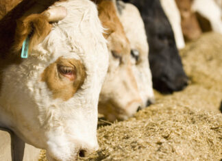 Produkcja wołowiny wzrośnie do 58,2 mln ton