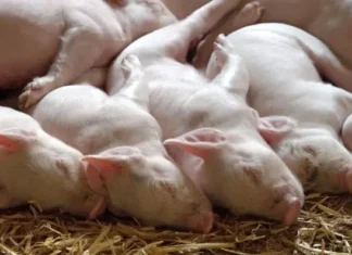 EFSA o dobrostanie świń w gospodarstwie
