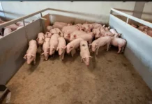 Mięsne Fakty: Spadek pogłowia świń w Polsce