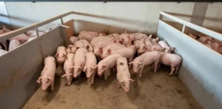 Mięsne Fakty: Spadek pogłowia świń w Polsce