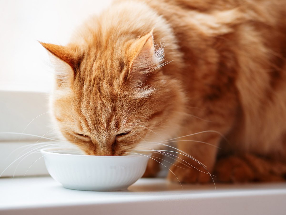 Grypa ptaków wśród kotów, czyli modelowy przykład dezinformacji żywnościowej