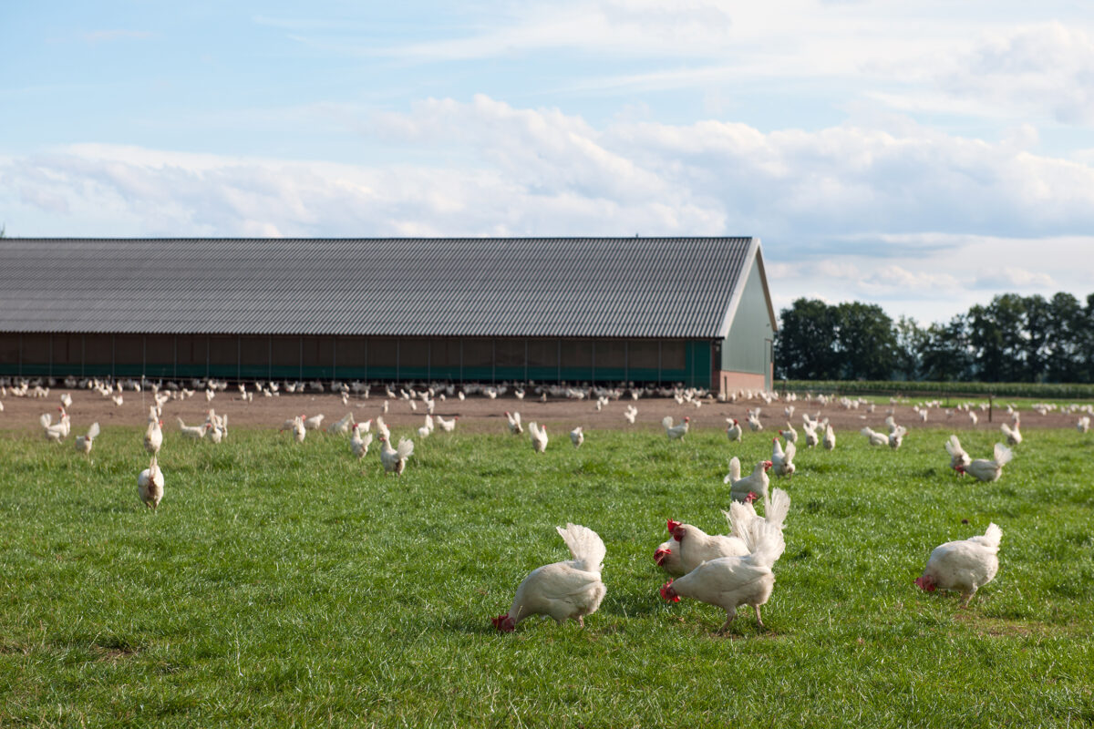 Czy na pewno wiesz, jak wygląda życie kurczaka na farmie?